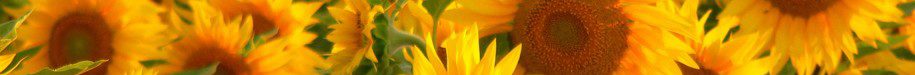cropped-sunflowers-1.jpg